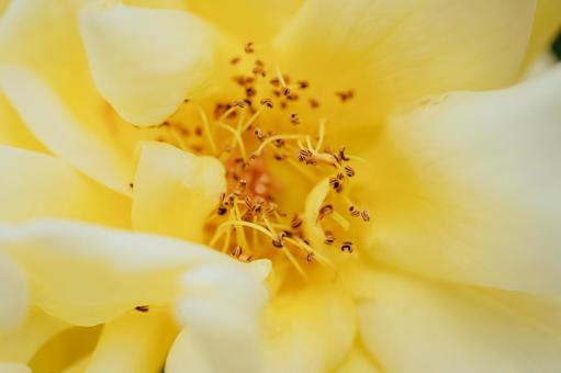 神代植物公園に咲く黄色のバラ 神代植物公園に咲く黄色のバラの写真