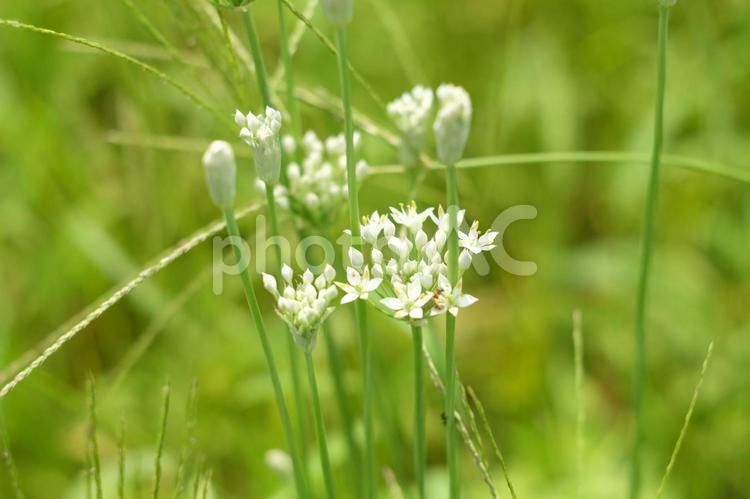 荒れた畑の雑草のなかに交じってニラの花 白い花,ニラ,ニラの花の写真素材