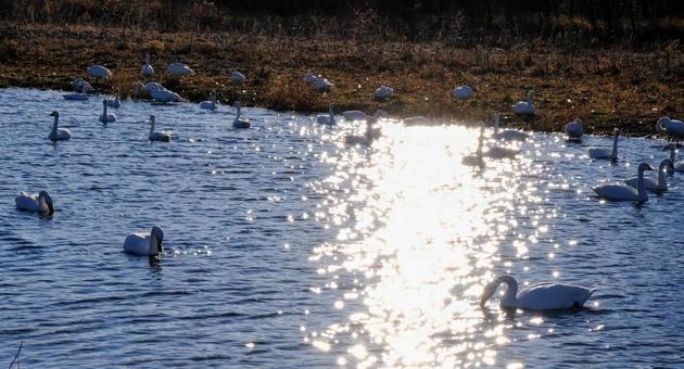 犀川に飛来した白鳥たち 犀川に飛来した白鳥たちの写真