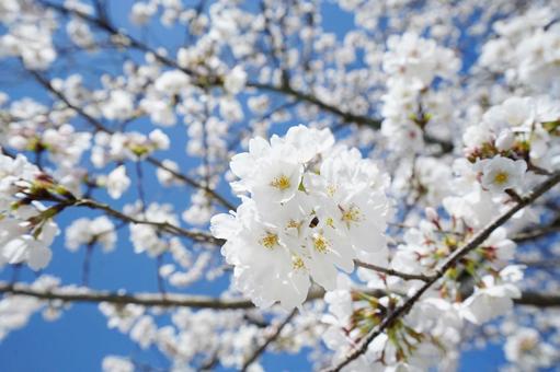 青空に映える桜の花6の写真
