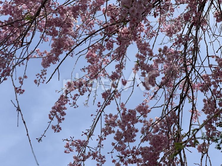 しだれ桜 桜,枝垂れ桜,春の写真素材