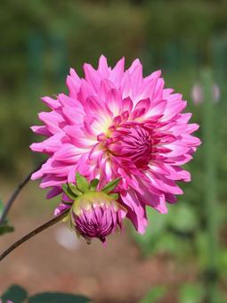 ダリア ダリア 花,自然,景色の写真素材