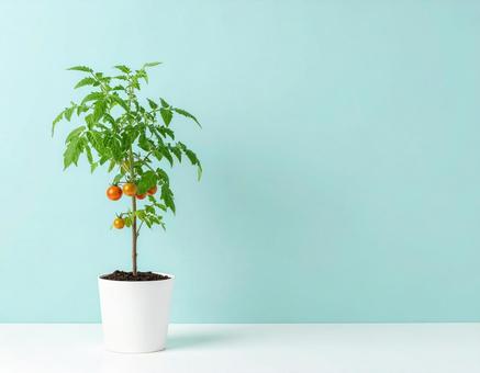 ミニトマト　栽培の写真