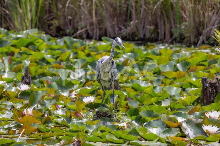 餌を探しているアオサギ アオサギ,鳥類,野鳥の写真素材