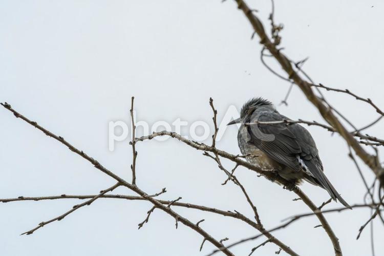 枯れ枝にとまるヒヨドリ ヒヨドリ,野鳥,冬の写真素材