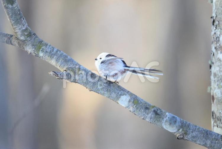 シマエナガ シマエナガ,エナガ,野鳥の写真素材