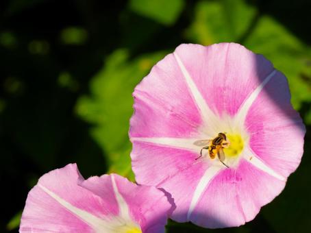 朝顔、ピンク、ミツバチ 朝顔、ピンク、ミツバチ 朝顔,ミツバチ,花の写真素材
