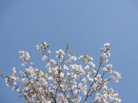 葉桜⑧ 葉桜⑧ 桜,葉桜,ボタニカルの写真素材