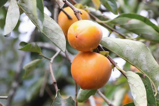 雨あがりの柿の木 雨あがりの柿の木 植物,果物,柿木なりの写真素材