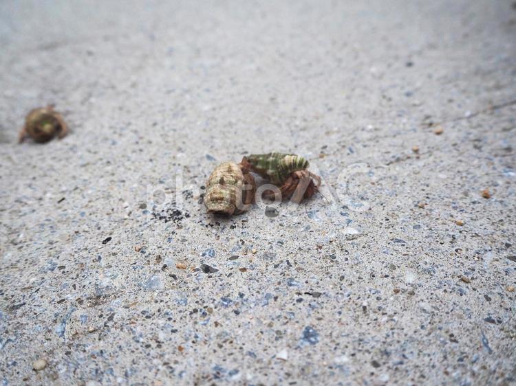 浜を移動するヤドカリ ヤドカリ,貝,砂浜の写真素材
