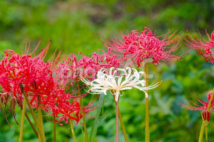 秋雨と彼岸花　白　2 ヒガンバナ,秋雨,秋の写真素材
