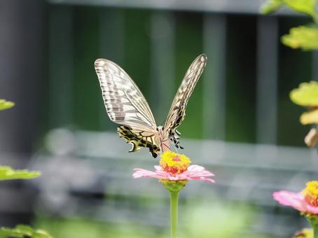 美しいナミアゲハ ナミアゲハ,蝶,飛翔の写真素材