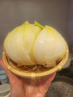 玉葱 202505 (2) 野菜,玉葱,玉ねぎの写真素材
