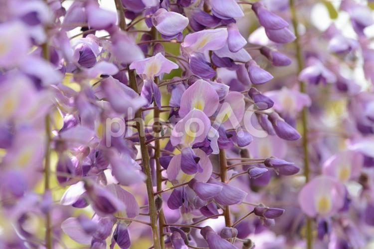 垂れ下がった藤の花 藤の花,フジの花,藤の写真素材