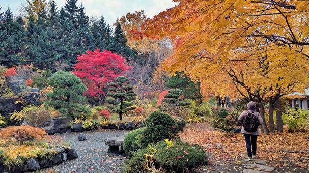 紅葉 紅葉狩り,ハイキング,遠足の写真素材