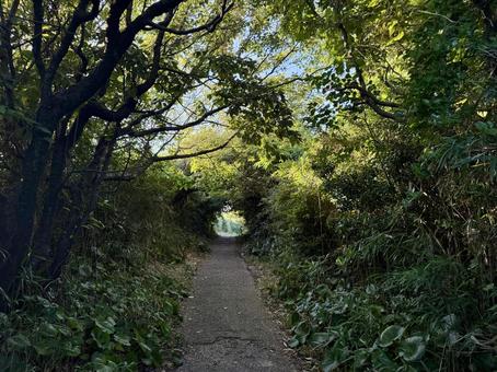 荒磯遊歩道 日本海沿いの雑木林の抜け道 荒磯遊歩道 日本海沿いの雑木林の抜け道 木々,雑草,抜け道の写真素材
