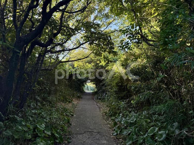 荒磯遊歩道　日本海沿いの雑木林の抜け道 木々,雑草,抜け道の写真素材
