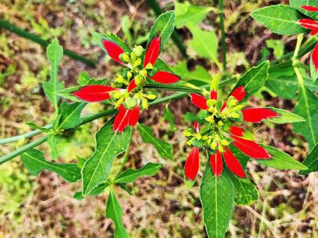 赤と緑のコントラスト 庭,植栽,彩りの写真素材
