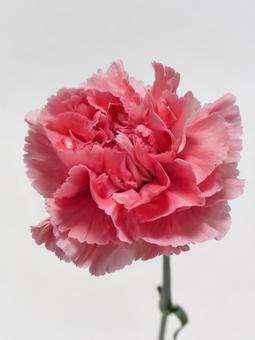 ピンク色のカーネーション ピンク色のカーネーション カーネーション,花,植物の写真素材