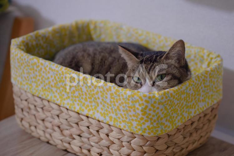 小さな籠の中でリラックスする猫 猫,ペット,籠の写真素材