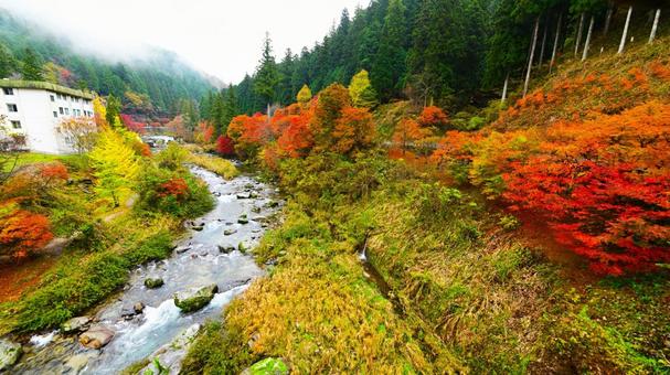 美しい大井平公園の紅葉風景 大井平公園,紅葉,秋の写真素材