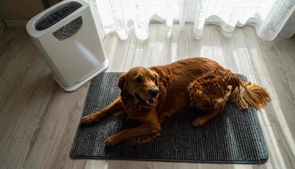 ペットの熱中症予防対策の写真