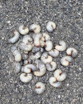 何の幼虫かな? 何の幼虫かな? 幼虫,昆虫,大量の写真素材
