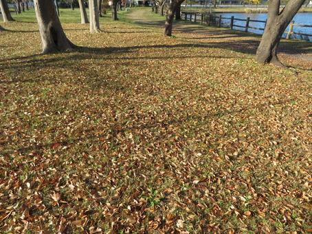 晩秋の公園 晩秋の公園の写真