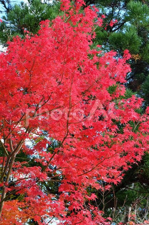 秋／もみじの樹_06 もみじ,紅葉,四季の写真素材