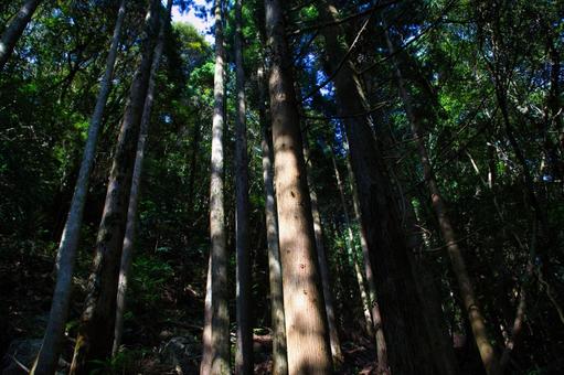 森を見上げる 森を見上げるの写真