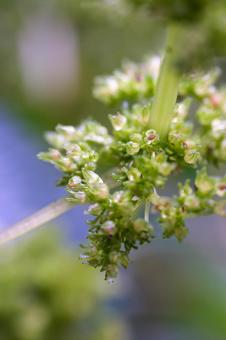 アオミズ アオミズ,青水,青みずの写真素材