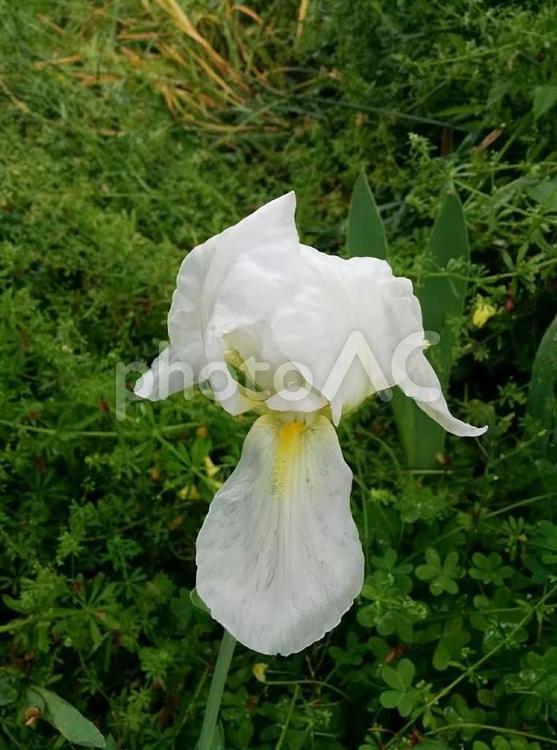 花　野花菖蒲　のはなしょうぶ　ノハナショウブ　花菖蒲　ハナショウブ　あやめ　菖蒲　アヤメ　大人の付き合い　嬉しい知らせ　4 ノハナショウブ,のはなしょうぶ,野花菖蒲の写真素材