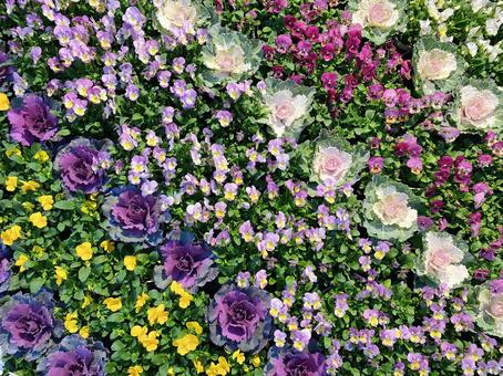 花畑 花畑の写真