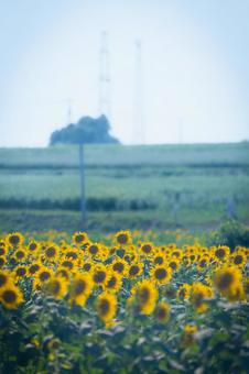 Photo, sunflower, sunflower field, summer, 