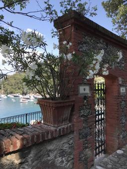 イタリア港町に咲く白い花の写真