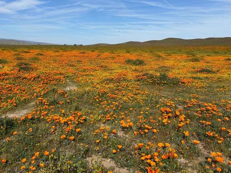 ポピー 花畑,壁紙,オレンジの写真素材
