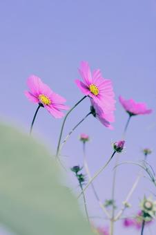 コスモス 秋桜,花,草花の写真素材