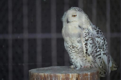眠そうなシロフクロウ 眠そうなシロフクロウの写真