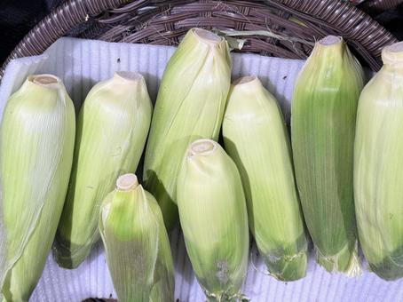 トウモロコシ トウモロコシ 野菜作り,野菜づくり,栽培の写真素材