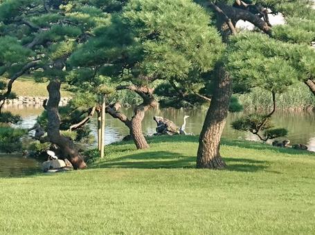 Hamarikyu, JPG