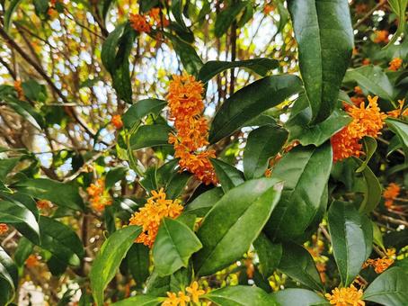 秋風に揺れる金木犀の花 秋風に揺れる金木犀の花の写真