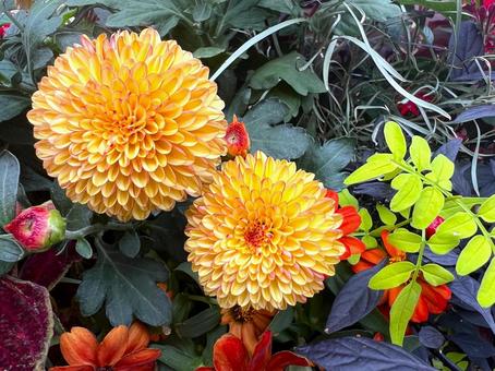 秋のガーデニングの写真