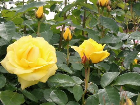 Photo, light pink, roses, poor, 