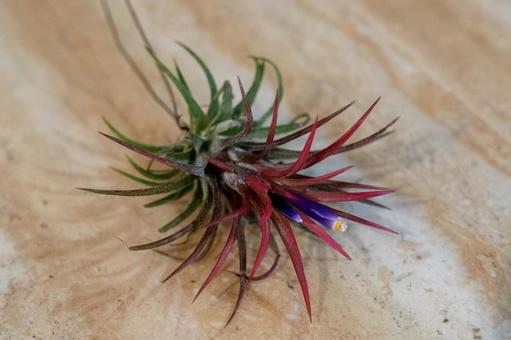 エアプランツ　開花 エアプランツ,開花,珍しいの写真素材