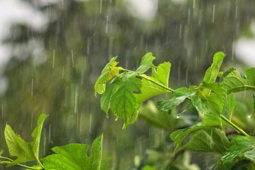 雨の筋 雨の筋の写真