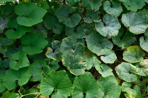 かぼちゃの葉 かぼちゃの葉 草,屋外,自然の写真素材
