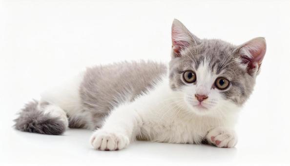 猫の赤ちゃん 猫の赤ちゃんの写真