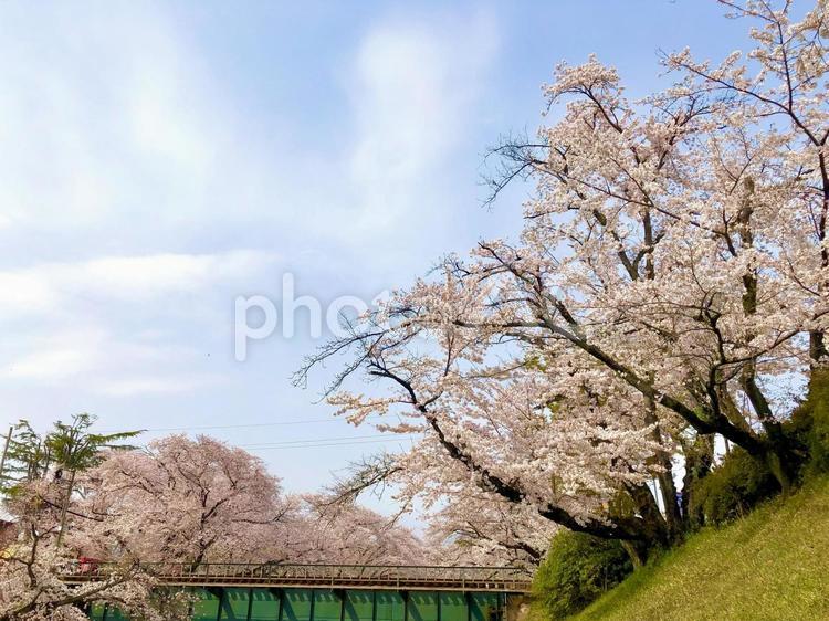 空と桜と線路 桜,空,線路の写真素材
