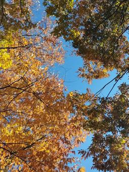 紅葉 紅葉,空,秋の写真素材