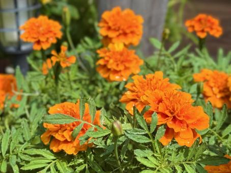 Photo, marigold, peacock, orange, 